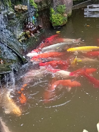 This media file shows a close-up view of a pond with several koi fish. The setting appears to be a decorative garden with a small waterfall on the left side, where moss and rocks are visible. A turtle figurine is placed on a rock near the waterfall, and a frog figurine is positioned below it. The water is murky brown, with ripples and some floating debris. The koi fish are of various colors, including red, orange, white, and yellow, and they are actively swimming in the pond. Some fish are close to the surface, while others are deeper. The overall impression is a serene, naturalistic garden scene, possibly a part of a resort or a private residence. There are no people visible, and the time of day and weather cannot be determined from the image. No text is present. The location context provided is Baan Lamai, Thailand.