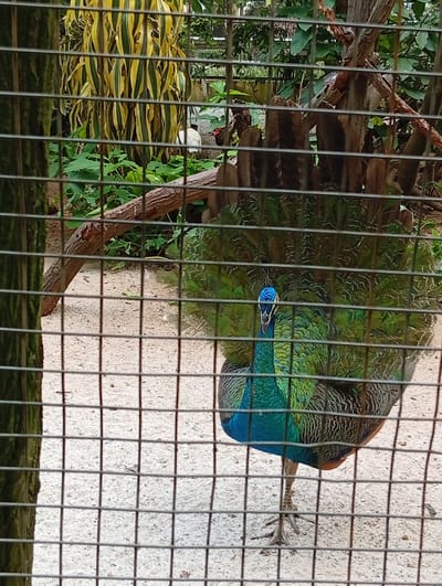 The image shows a peacock displayed within an enclosure at the Ragunan Zoo, located in South Jakarta, Indonesia. The peacock, with its vibrant blue and green iridescent plumage, is partially visible behind a metal mesh fence. Its train is fanned out, showcasing its elaborate display of feathers. The ground within the enclosure is covered with light-colored sand. In the background, lush green foliage and several trees can be seen, along with a white chicken in the middle ground, hinting at other inhabitants or visitors to the zoo environment. The overall scene is a typical exhibit at a zoological park.