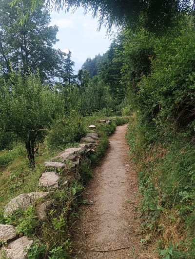 The image depicts a narrow, unpaved dirt path winding through a lush, green, forested area. The path is flanked on the left by a low, rough stone retaining wall, intermittently covered by grass and small plants. A single tree with dark bark and a few sparse branches is visible to the left of the path, near the stone wall. The right side of the path is densely covered with tall, green vegetation and dry, brown grass. In the background, the path continues uphill, disappearing into the foliage, with more trees and dense green foliage forming a natural canopy overhead. The sky is partially visible through the leaves, appearing overcast. The scene is characteristic of a hiking trail in the mountainous regions surrounding Manali, India, likely in an area with significant vegetation and natural landscaping. There are no people or animals visible in the image.