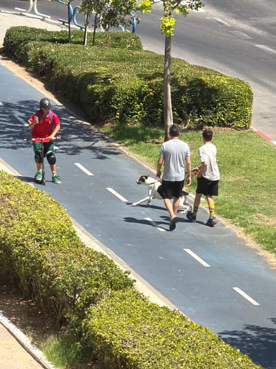 In this daytime outdoor scene, two individuals are engaged in activities on a paved pathway bordered by lush green hedges and grass. The pathway is dark gray with intermittent white markings, suggesting it's a designated track or lane.
The first person, closer to the foreground, is wearing a red shirt, green shorts, and protective gear including knee pads and a helmet. They are holding a long stick, possibly for support or as part of an activity like rollerblading or skateboarding. Their posture indicates they are in motion, leaning slightly forward.
Further along the path, a second person, wearing a light-colored t-shirt and black shorts, is walking or running. They are accompanied by a dog, which appears to be a medium-sized breed with white and black markings, walking on a leash. Behind this pair, another individual in a similar outfit to the second person is also walking or running.
The sun is casting distinct shadows, indicating it is likely midday or early afternoon. The bright sunlight and shadows suggest clear weather. The presence of well-maintained hedges and a paved pathway points to an urban or suburban park or recreational area. The orientation of the image, with the path running diagonally from bottom left to top right, and the shadows falling to the left, suggests the sun is positioned to the right and slightly behind the viewer.
The scene conveys a sense of recreation and leisurely activity, with people enjoying the outdoors. There is no visible text in the image. The setting appears to be in Ashdod, Israel, based on the provided location context.