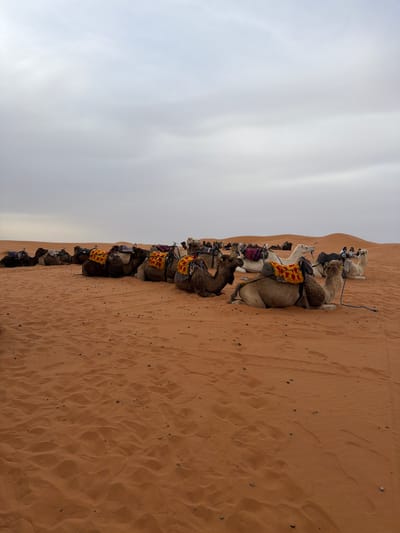 The image shows a row of camels resting on a sandy terrain, presumably in Rissani, Morocco. The camels are equipped with saddles and blankets. The background consists of a sandy landscape meeting a cloudy sky. The scene depicts a calm, resting moment in a desert environment.