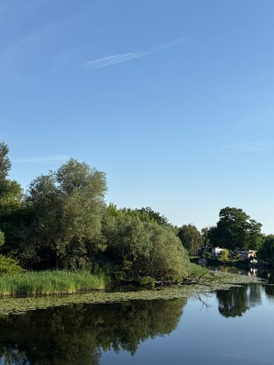 This is a vertically oriented, wide-angle photograph taken on a clear, sunny day. The image depicts a tranquil waterscape with lush greenery and a bright blue sky. The foreground is dominated by the calm, reflective surface of a body of water, likely a river or canal, which mirrors the surrounding trees and vegetation. A line of tall, green reeds or aquatic plants runs along the edge of the water, creating a distinct boundary. Beyond the reeds, a dense collection of deciduous trees and bushes forms a verdant bank.

In the background, on the opposite side of the water, several buildings are visible nestled amongst more trees. These appear to be houses or residential structures, suggesting a semi-rural or suburban setting. The reflection in the water is nearly perfect, doubling the visual impact of the trees and buildings. The sky is a vibrant, cloudless blue, with a faint, wispy contrail stretching across the upper left portion of the frame, indicating the presence of air traffic.

The overall mood is one of peace and natural beauty. The lighting suggests it is daytime, likely late morning or early afternoon, given the brightness and the angle of the sun. There is no visible text in the image. The location is identified as Rathenow, Germany, which fits the scenic, European feel of the photograph. No people or specific activities are depicted; the focus is solely on the serene landscape and its reflections.