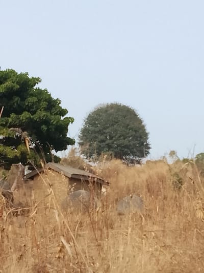 The scene is set in Jibilik, Nigeria, under a pale blue to light gray sky. The foreground and mid-ground are dominated by dense, dry, golden-brown tall grasses and stalks, suggesting a dry season. A small, single-story structure is partially visible in the mid-ground, left of center, constructed from what appears to be earthen material, featuring a gabled roof covered with dark, possibly corrugated, sheeting. Several large, smooth, grayish-brown boulders are situated within the dry grasses, near the structure. To the far left, a portion of a large tree with vibrant green foliage extends into the frame. Further in the background, towards the center-right, a second, fully-leafed, dark green tree with a rounded canopy stands against the sky on slightly elevated terrain. No individuals or animals are present.