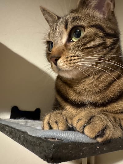 A close-up, angled photograph features a tabby cat peering downwards and to the left. The cat exhibits a distinct brown and black mackerel tabby pattern on its fur, complemented by bright green-hazel eyes and long, prominent white whiskers. Its head is tilted, conveying a sense of curiosity or alertness as it looks out of the frame. One of the cat's front paws, covered in matching tabby fur, is visible on the right, gripping a dark, textured surface, which appears to be part of a cat tree or a carpeted shelf. The background and lower foreground consist of a plain, light-colored wall or surface, where the cat casts a soft shadow. In the lower right corner, a small, black, bone-shaped object, possibly a hook or decoration, is affixed to the light surface. The lighting is consistent with an indoor setting, likely illuminated by ambient or artificial light. There is no visible text within the image. This indoor scene is located in Desborough, United Kingdom.
