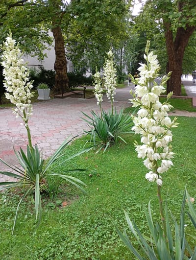 The image depicts a park-like setting in the city of Goryachiy Klyuch, Russia, likely within a public space such as a sanatorium or a recreational area, given the presence of manicured lawns, paved walkways, and mature trees. In the foreground, three tall stalks of white Yucca flowers are prominent, with the closest one on the right displaying a dense cluster of bell-shaped blossoms. The Yucca plants themselves have long, spiky green leaves fanning out from their bases.
The ground is a mix of well-maintained green grass, dotted with clover and some fallen leaves, and a paved walkway made of interlocking, irregularly shaped stones in shades of pink and grey. In the middle ground, a large, mature tree with a thick, textured trunk stands behind the Yucca plants. Further back, a white building with windows is partially visible through the dense green foliage of trees and shrubs. A few people are visible in the background walking on a pathway, suggesting a public area. The overall atmosphere is peaceful and natural, with elements of urban landscaping.