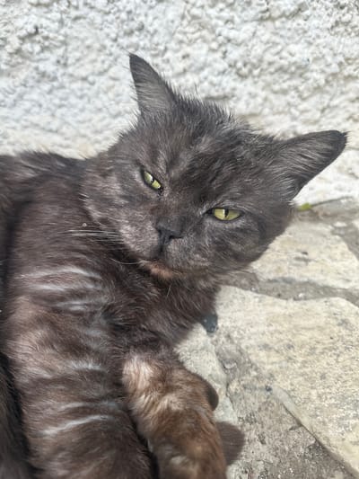 A close-up, eye-level shot captures a dark-colored cat lying down on a textured, light-colored surface that appears to be stone or concrete. The cat is facing towards the camera with its eyes partially closed and a relaxed expression. Its fur is a mix of dark grays and browns, with some lighter streaks visible, particularly on its body. The cat's ears are pointed upwards, and its whiskers are prominent. The background consists of a rough, off-white textured wall, possibly a building exterior. The scene suggests an outdoor environment, possibly in an urban or semi-urban setting. There is no indication of Yaroslavka, Russia, or any specific location within it.