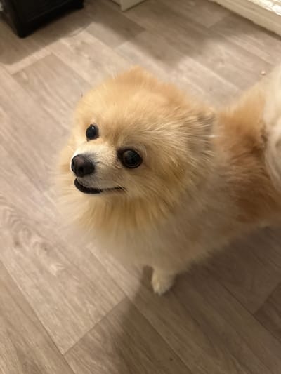 A fluffy Pomeranian dog, with cream-colored fur, lies on a light-colored wooden floor. The dog's face is directed upwards towards the camera, with its dark eyes looking directly at the viewer. Its nose is black and wet, and its mouth is slightly open, revealing its teeth. The dog's fur is thick and appears to be soft to the touch. The background is a plain wooden floor, with planks running diagonally across the frame. There is a slight shadow cast on the left side of the image, indicating a light source from the right. The overall lighting suggests it could be daytime. The dog's expression appears alert and curious. There is no visible text in the image. The setting appears to be indoors, in a home environment, possibly in Villeurbanne, France, based on the provided location context.
