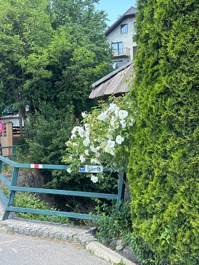 The image shows a street scene in Kolašin, Montenegro, with a focus on lush greenery and a building. A bright green, metal fence runs diagonally across the lower left of the frame, separating the street from a more natural landscape. Attached to the fence is a blue sign with white text that reads "Pipi Apart Hotel". To the right of the fence, a dense, evergreen hedge dominates the right side of the image, its vibrant green foliage creating a strong visual element. Behind the hedge and fence, a climbing white rose bush with numerous blossoms is visible, adding a touch of delicate beauty to the scene. Further in the background, a wooden-roofed structure is partially obscured, and behind that, a light-colored building with windows and a balcony is visible against a clear blue sky. The overall impression is one of a well-maintained, semi-rural environment within the town of Kolašin.