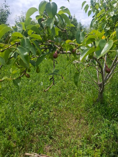 A close-up, eye-level shot captures a young pear tree bearing several small, immature fruits. The tree's branches are adorned with lush green leaves, and a few reddish-brown pears are visible, some still developing. The tree is situated outdoors in a grassy area, with tall green grass covering the ground. The background reveals more trees and a cloudy sky. The scene appears to be in Barskoon, Kyrgyzstan.
