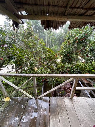 An outdoor view from a weathered wooden balcony in Bilibaro, Indonesia, reveals a lush, green environment with fruit-bearing trees under a cloudy sky. The balcony floorboards are damp and worn, with visible water stains and cracks, suggesting recent rain. A rustic wooden railing, constructed from rough-hewn timber, separates the balcony from the scene below. Beyond the railing, the trees are laden with red and yellow fruits, likely rambutans, their leaves glistening with moisture. In the background, tall palm trees and other tropical foliage create a dense, verdant landscape. Part of a thatched roof structure is visible below the balcony, also appearing weathered and partially damaged. The overall impression is of a tropical, slightly neglected, but vibrant natural setting.