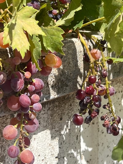 This image shows two bunches of grapes hanging from vines against a textured concrete wall. The grapes are varying shades of red and purple, with some appearing ripe and others shriveled. The leaves of the vine are green and appear healthy. The sunlight casts shadows on the wall, indicating it is daytime. The scene is likely outdoors, possibly in a garden or a courtyard, given the presence of vines and the wall. The location in Antalya, Turkey is not explicitly discernible from the visual elements within the image itself.
