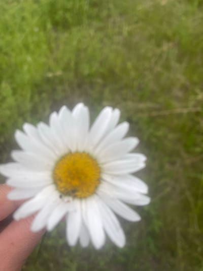 A blurred close-up shot shows a daisy held by a person's hand. The daisy has white petals surrounding a yellow center. The background is a blurry green field. No specific location in Novyi Tahamlyk, Ukraine is discernible from the image.