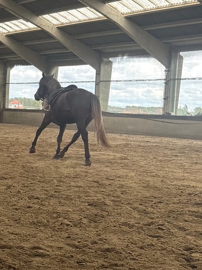 A dark-coated horse, possibly brown or black, stands or walks within an indoor riding arena. The horse is equipped with a bridle and a saddle, suggesting it is either being ridden or prepared for riding. Its long, lighter-colored tail is visible.

The setting is a large indoor structure, characterized by a textured, sandy or dirt floor typical of equestrian arenas. Abundant natural light streams in through a series of large, tall windows that line one side of the building. These windows reveal a bright, overcast or clear sky and glimpses of outdoor scenery, including distant trees and hints of buildings with red rooftops. The building's interior features robust structural elements, possibly concrete or metal beams and supports, extending across the ceiling and framing the windows. Some corrugated or ribbed panels are also visible in the upper part of the structure.

The bright lighting indicates it is daytime. The activity appears to be an equestrian training session or exercise within the arena. There is no visible text in the image, and no specific emotions are discernible. The location context provided is Estaimpuis, Belgium.