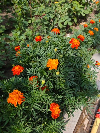 The image shows a close-up of a vibrant marigold bush with numerous bright orange and red-orange flowers and green, serrated leaves. The flowers are in various stages of bloom, with some fully open and others still forming buds. The bush is planted in the ground, and in the lower right corner, a concrete pathway and a yellow hose with a red nozzle are visible. The background is a blur of green foliage and sandy soil, suggesting an outdoor garden setting. The lighting indicates it is daytime, with sunlight casting shadows. The location is identified as Durlești, Moldova. There are no people or animals in the image.