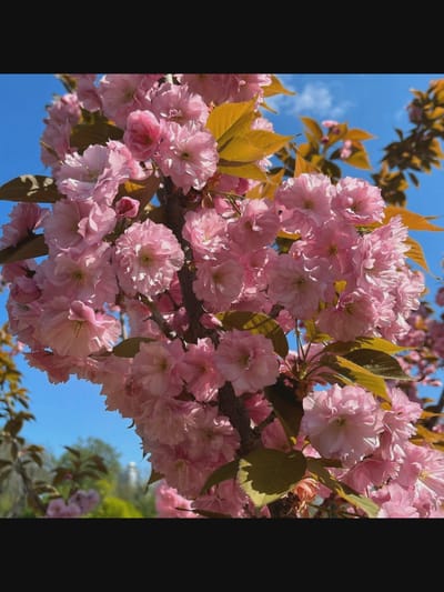 A close-up, eye-level shot focuses on a branch of a blooming cherry blossom tree against a bright blue sky. The tree's branches are covered in numerous delicate, ruffled pink blossoms, with some interspersed yellow-green leaves. The blossoms are densely clustered, with many in full bloom and a few buds present. The sky is clear and vibrant, with a hint of white clouds visible. The background is softly blurred, showing more greenery and hints of other trees, suggesting an outdoor setting in a park or garden. There are no people or animals visible in the frame. The image appears to be taken during the daytime, likely in the spring. The exact location in Saint-Août, France cannot be determined from the visual information provided in the image.