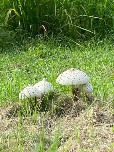 A cluster of white mushrooms with brown spots grows in a grassy area. The mushrooms are of various sizes, with some appearing to be young and others more mature. They are surrounded by green grass and some dry, brown vegetation. In the background, there is a dense growth of tall green grass or reeds. The lighting suggests it is daytime, possibly with sunlight filtering through. There are no people or animals visible in the scene.