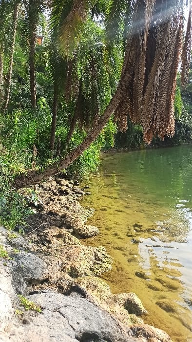 This image captures a vibrant natural landscape, likely in Bwishyura, Rwanda. The scene features a body of water on the right, bordered by dense vegetation and rocky terrain on the left.
In the immediate foreground, a rugged shoreline is visible, composed of dark grey and brownish-yellow rocks, some appearing craggy and covered with small growths. The water at the edge is shallow and teeming with greenish-yellow submerged vegetation or algae, which creates a textured appearance. Further out, the water appears deeper and reflects the green hues of the surrounding environment.
The left side of the frame is dominated by several tall palm trees with distinct, textured trunks. Many of the palm fronds are a dried, brownish color, though other lush, green foliage, possibly younger palms or various bushes, fills the mid-ground. Bright sunlight streams from the upper left, creating visible rays that pierce through the palm fronds, indicating a clear and sunny day.
No people or human activity are visible in the tranquil setting. There is no discernible text within the image. The overall impression is one of a peaceful, tropical or subtropical landscape bathed in bright daytime sunlight.