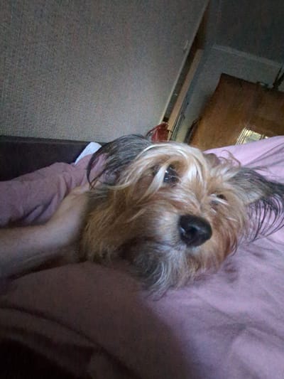 The image shows a close-up of a small, scruffy dog, likely a Yorkshire Terrier, lying on a pink blanket. The dog's head is resting on what appears to be a human arm, which is partially visible. The dog's fur is light brown and gray, with some darker strands. Its eyes are open and looking towards the camera. The background is blurred, but suggests an indoor setting with textured walls and a piece of wooden furniture. There is no indication of the specific location within the city of Boryspil, Ukraine.