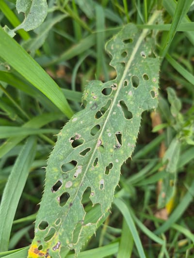A close-up, high-angle shot shows a green leaf with numerous holes and jagged edges, indicating damage from insects or disease. The leaf is surrounded by blades of green grass and other out-of-focus foliage. A small section of yellowing is visible at the bottom left of the leaf. The overall impression is of a plant in a natural or semi-natural environment, possibly a park or garden, in the city of Nyagan, Russia. There are no people or animals visible in the image, and no human activity is implied beyond the potential care of the plant.