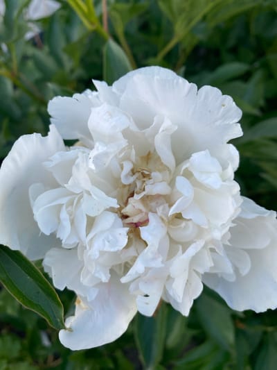 A close-up, eye-level shot captures a fully bloomed white peony flower. The flower is densely packed with ruffled petals, ranging from creamy white to pale yellow at the center. Some of the inner petals show faint hints of pink. Small brown specks are visible on some of the petals. The background consists of dark green foliage, out of focus, suggesting a garden setting. The lighting appears natural, possibly indicating daylight, though the time of day and weather are not clearly discernible. No people, text, or specific events are depicted. The image is a simple, yet detailed, portrayal of the peony in bloom.