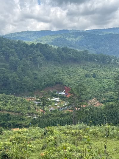 This is a wide-angle, slightly elevated, full shot of a mountainous landscape near Lạc Dương, Vietnam. The foreground is dominated by lush, green ferns and other vegetation. In the mid-ground, a small cluster of buildings with purple and white roofs is visible, nestled amidst a clearing carved into the hillside. The clearing appears to be an agricultural area or a small settlement. The surrounding slopes are densely covered with pine trees, which recede into the distance, forming rolling hills and mountains that fade into a hazy blue. The sky is overcast with thick, grey clouds. There are no people or animals clearly visible in the image.