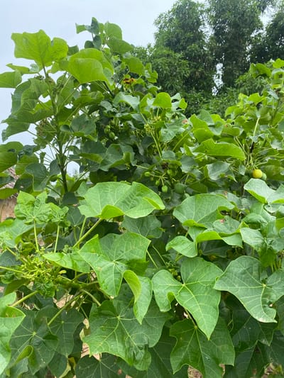 The image depicts a close-up view of a Jatropha curcas plant, characterized by its large, lobed green leaves and clusters of developing fruits. The plant is set against a backdrop of other foliage and a bright, overcast sky, suggesting it is daytime with possibly cloudy weather. The leaves are detailed, showing prominent veins and a slightly crinkled texture. Small, round, green fruits are visible amongst the leaves, some appearing as small, immature drupes and others slightly larger and more spherical. There are also clusters of small, green flower buds. The scene is set outdoors, likely in a tropical or subtropical environment, given the lush greenery. The provided location context indicates Kuson, Nigeria. There is no text visible in the image. The overall impression is one of vibrant plant life in its natural setting.
