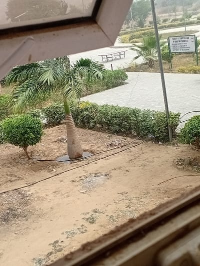 An elevated, downward-angled view captures an outdoor scene in Kwazailewa, Nigeria. The immediate foreground, partially obstructed by a window frame in the top-left and bottom-right corners, consists of dry, sandy earth with sparse green vegetation and scattered debris. A slender, small-leafed tree stands on the left. Centrally, a distinctive palm tree with a broad, conical base tapering upwards is rooted in a small puddle of water. A black hose or cable lies across the dirt ground, looping near the palm tree's base. Further into the midground, a paved pathway meanders through an area with manicured green hedges. Two unoccupied, rectangular outdoor tables are visible on a paved section. To the right, a white informational sign on a pole displays text, partially legible as "FACULTY OF COMPUTING" and "INFORMATION TECHNOLOGY." The background features additional trees and a hazy, light-colored distant horizon. No individuals are present in the scene.