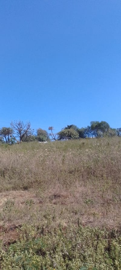 A natural landscape in Ngong ward, Kenya, is depicted under a clear, bright blue sky. The upper approximately 50% of the image displays an unobstructed blue sky. The horizon, running horizontally across the mid-section, consists of a distant ridge or hill crowned with a varied line of trees and dense shrubbery. Tree types include both deciduous-appearing specimens with bare branches and evergreen-appearing trees with full foliage. A faint, light-colored object, unidentifiable in detail, is partially visible among the trees on the left side of the distant horizon. The lower 50% of the image features a gently rising or level field dominated by dry, light brown grass interspersed with patches of green vegetation, particularly denser in the immediate foreground. Small, scattered white flowers are observed throughout the grassy areas. No people, animals, or discernible activities are present.