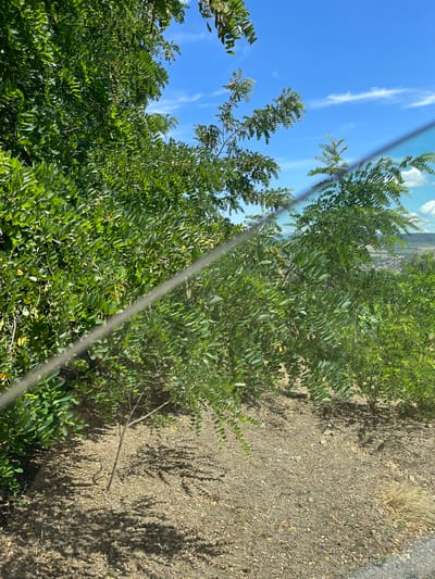 The image captures an outdoor scene on a sunny day, likely in Levski, Bulgaria. Lush green foliage dominates the foreground, with leafy branches from trees extending across the frame. A faint, horizontal wire is visible, creating a linear distortion across the image. The ground beneath the trees is covered in dry earth, scattered leaves, and small pebbles, with distinct shadows cast by the branches. In the background, a hazy landscape features rolling hills and a distant settlement with scattered buildings under a bright blue sky dotted with wispy white clouds. The overall impression is a natural, possibly rural or park-like environment.