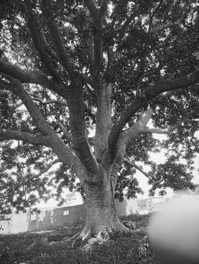 A wide-angle, black and white photograph captures the imposing presence of a large, ancient tree with a thick, gnarled trunk and expansive, sprawling branches. The tree dominates the frame, its textured bark and intricate branching pattern silhouetted against a bright sky. The lower portion of the image reveals the tree's extensive root system emerging from the ground, surrounded by short, dense vegetation and scattered rocks. In the background, a low, unfinished brick wall with rectangular openings suggests a construction site or rural dwelling. The overall scene evokes a sense of timelessness and natural grandeur, characteristic of many older trees found throughout Du, Nigeria.