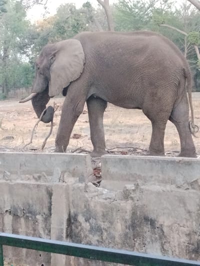 An African elephant stands in an enclosure in Gandu Albasa, Nigeria. The elephant, oriented to the left, possesses grayish-brown, wrinkled skin, large ears, and a prominent tusk extending from its left side. Its trunk is coiled around a thick, dark, gnarled tree branch or log, which it holds off the ground. The elephant's four legs are visible, planted on dry, light brown earth scattered with smaller debris. In the background, sparse green foliage from trees and bushes is present under a pale sky. In the immediate foreground, a weathered, broken concrete barrier runs horizontally, partially obscuring the elephant's lower legs. Below the concrete structure, a dark green metal railing is visible at the bottom of the frame.