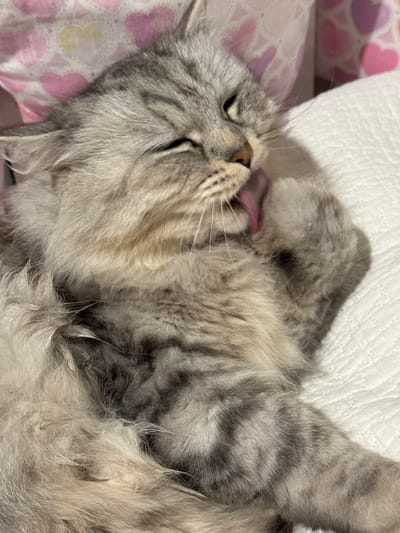 A fluffy, gray tabby cat is curled up on a bed, with a pillow behind it. The cat's eyes are closed and its tongue is slightly visible, suggesting it might be licking itself or relaxed. The cat is lying on a pillow or blanket. The background includes a bedsheet with a heart pattern and a textured white fabric, likely a pillow.
The location is specified as Ферма, Russia, but there's no visual information in the image to confirm this. The image presents a domestic scene of a cat resting.