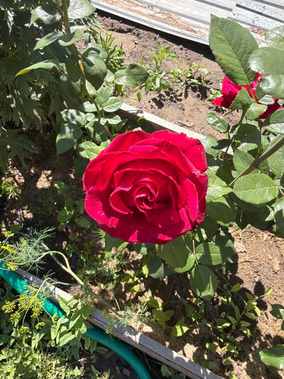 A close-up, overhead shot captures a vibrant red rose in full bloom, dominating the center of the frame. The rose's petals are intricately arranged in a spiral pattern, with some small water droplets visible on their surface, suggesting recent watering or dew. The rose is surrounded by lush green foliage, with some leaves showing a slight sheen, indicating sunlight.
The background consists of dark, rich soil, partially covered by shadows cast by the rose and surrounding plants. Scattered on the soil are small fragments of purple, possibly fallen petals or tiny flowers. To the left of the rose, a section of a weathered, corrugated metal structure is visible, and a lighter colored wooden plank runs along the bottom right edge of the image. Adjacent to the wooden plank is a coiled green hose, partially obscured by greenery.
The scene appears to be outdoors in a garden setting, likely during the daytime given the strong sunlight and distinct shadows. The overall mood is one of natural beauty and tranquility. The specific location is Nezhinka, Russia, which provides a geographic context for the flora and potentially the climate. There is no visible text in the image.