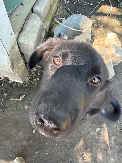 A black dog, likely a puppy, looks directly into the camera in an outdoor setting. The dog's face occupies the majority of the frame, with its nose and large, expressive brown eyes prominently displayed. Sunlight casts a strong highlight on the dog's forehead. In the background, to the left, are stacked concrete blocks and a portion of a green structure. To the right, a weathered metal bucket with a rope handle sits on the ground near some light-colored rocks. The ground appears to be dirt or gravel, with scattered leaves. The scene suggests a rural or semi-rural environment, possibly a backyard or a farmstead. The specific location in Бабстово, Russia, is not directly evident from the visual cues within the image itself.