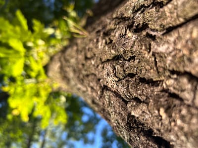 This is a close-up, low-angle shot looking up at the textured bark of a tree trunk. The bark is rough and appears aged, with deep furrows and ridges in shades of brown and gray, with hints of moss or lichen. The trunk extends diagonally from the bottom left towards the top right of the frame.
To the right of the trunk, the background is a blur of vibrant green leaves, suggesting a canopy of foliage. These leaves are brightly illuminated, indicating it's daytime and likely sunny. Beyond the leaves, patches of clear blue sky are visible, further confirming a pleasant weather day. The overall lighting and the focus on the organic textures of the tree bark and leaves suggest an outdoor natural setting, likely a forest or park. Given the location context of Kaluga, Russia, this scene could be representative of a summer or late spring day.
The shallow depth of field draws attention to the intricate details of the tree bark, while the out-of-focus background creates a soft, natural bokeh effect. There is no visible text in the image. The image evokes a sense of nature's beauty and the detailed patterns found in the natural world.