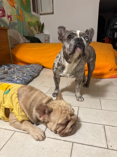 Two French Bulldogs are in an indoor setting. One, a fawn-colored dog, is lying down on a tiled floor, wearing a yellow shirt with a fruit pattern. The other, a brindle and white dog, is standing and looking up. Behind the dogs, an orange bedspread is visible, and to the left, a dresser with a nature-themed mural above it. A blue patterned mat is also on the floor. The overall impression is that of a domestic interior, possibly a bedroom or living area.