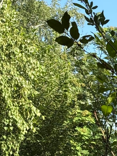 The media file shows an outdoor scene dominated by lush green foliage. The perspective is from below, looking up into the canopy of trees. Several branches with dark green leaves are in the foreground, some partially obscuring the view of the sky. The sky itself is a clear, bright blue, suggesting a sunny day. The background is filled with a dense tapestry of smaller, lighter green leaves, some appearing to be from climbing vines or undergrowth. There are also some clusters of light-colored blooms or seed pods visible amongst the leaves, hinting at a late spring or summer season. The overall impression is of a natural, verdant environment. There are no people or man-made objects visible in the image, and no text is present. The sunlight filtering through the leaves suggests it is daytime. The location context provided is Dubrovino, Russia.