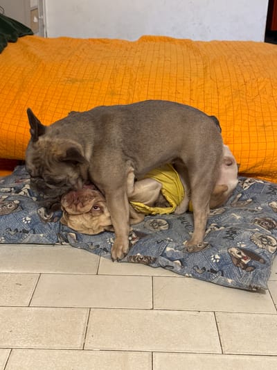 Two French Bulldogs are interacting on a dog bed. One dog, a fawn-colored French Bulldog, is lying down on the bed, partially covered by a yellow garment. The other dog, a grey French Bulldog, is standing over the fawn-colored dog, with its head lowered and nuzzling the other dog's face. The dogs are on a dog bed with a blue denim-like pattern featuring cartoon dog faces and paw prints. The bed is placed on a tiled floor. In the background, an orange quilted surface is visible, likely a cushion or mattress. The scene appears to be indoors.