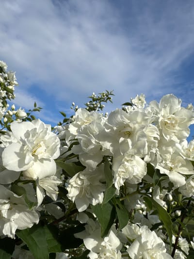 A close-up, low-angle shot features a dense cluster of white jasmine flowers in full bloom, set against a bright blue sky with wispy white clouds. The flowers, with their layered petals and delicate centers, dominate the foreground and midground, their crisp white color creating a stark contrast with the vibrant sky. Lush green leaves are interspersed among the blossoms, providing a grounding element to the ethereal display. The composition suggests the flowers are part of a bush or tree, possibly in a garden or park setting. The image was captured in Carnikava, Latvia, on a clear, sunny day.
