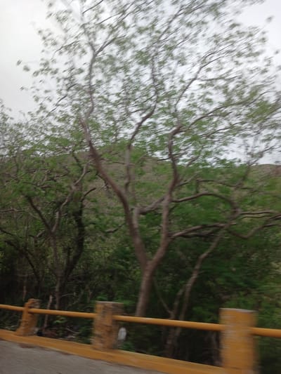 The image captures a blurred scene of trees and foliage, likely taken from a moving vehicle. In the foreground, a yellow guardrail with weathered concrete posts is visible. The trees are deciduous with bare branches and some sparse green leaves, suggesting it might be a transitional season. The background shows a dense, green hillside covered in more trees. The sky is overcast and pale. The photograph was taken in La Asuncion, Venezuela. There are no people or animals visible in the image.