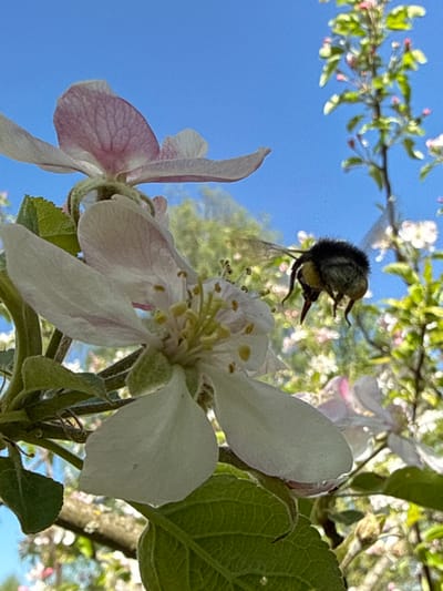 A bee is captured in mid-flight, hovering near a flowering branch. The flower petals are white with a hint of pink, and the background reveals a clear blue sky. The scene is well-lit, suggesting it is daytime. Junglinster, Luxembourg, is not evident from the image.