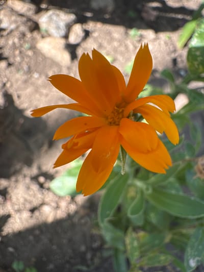 A close-up, overhead shot captures a vibrant orange marigold flower in full bloom against a blurred background of green foliage and dry, pebble-strewn ground. The flower is the central subject, its petals unfurling and twisting slightly, with a few small, serrated tips visible. The center of the flower reveals a hint of its intricate structure. The sunlight casts a soft shadow across the ground, suggesting it is a bright, sunny day. The setting appears to be outdoors, possibly in a garden or natural landscape in Branipole, Bulgaria, given the dry, earthy terrain and surrounding greenery. There is no text visible in the image. The focus is entirely on the delicate beauty of the single flower.