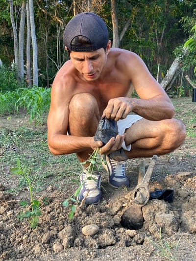 A shirtless man wearing a dark baseball cap and camouflage shorts squats on the ground in what appears to be a garden or agricultural area. He is holding a small plant in a black plastic bag, preparing to plant it. The surrounding environment features loose soil, some small plants, and a tool that resembles a small hoe or shovel. In the background, there is dense vegetation with trees and what appears to be rows of corn or a similar crop. The lighting suggests it is daytime, possibly late afternoon, with sunlight casting shadows. There are no visible signs indicating the specific location in Los Velásquez, Venezuela.