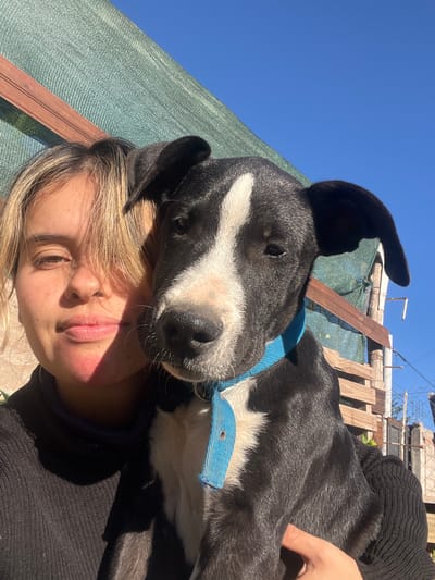 This image captures a close-up, tilted portrait of a person and a dog sharing an affectionate moment outdoors under a bright blue sky.
The central subjects are a young person and a medium-sized dog. The dog, with its head positioned predominantly in the upper half of the frame, is black and white, featuring a distinctive white blaze down its snout and forehead, and white fur around its muzzle and chest. It wears a bright blue collar. The dog's head is resting gently on the person's head or shoulder, indicating warmth and closeness.
The person, whose face is visible in the lower left portion of the image, has light-colored hair, possibly blonde or light brown, with some strands falling across their face. Their expression appears relaxed, with eyes that are either closed or looking downwards, and slightly parted lips. They are wearing a dark, possibly black, long-sleeved garment, and a hand is visible interacting with the dog's fur on the right side.
The setting is an outdoor space, likely a casual backyard or patio in Sumalao, Argentina. A large section of light green mesh fabric, possibly a shade net or privacy screen, spans diagonally through the mid-ground. Behind this, wooden planks or slats are visible, suggesting a fence or another outdoor structure, along with some indistinct metal elements. The clear, vibrant blue sky occupies the upper left corner, indicating sunny weather. The strong, direct sunlight casts visible shadows, suggesting it is daytime, possibly morning or afternoon. The overall mood is one of peace, companionship, and comfort between the person and their pet. No visible text is present in the media file.
