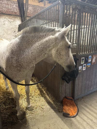 A dappled grey horse stands in a stall bedded with straw. The horse is facing to the right, with its head turned slightly towards the camera. The stall has wooden walls and a metal gate. On the wall behind the horse, there are several framed pictures of animals. An orange horse blanket is folded on the ground to the right of the stall. The scene appears to be indoors, possibly in a stable in Estaimpuis, Belgium.