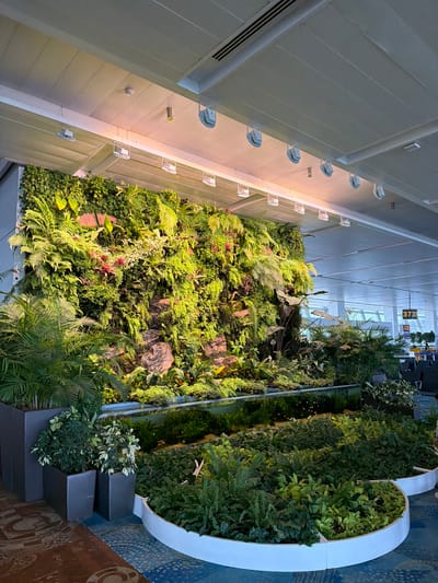 This image shows a large indoor living wall with a variety of green plants, including ferns and palm-like foliage, set against a backdrop of rocks. In front of the living wall is a shallow pool of water, and further in the foreground, there are more plants arranged in curved planters. The scene appears to be in a public indoor space, likely an airport terminal, given the signage with numbers "37" and "378" visible in the background. The ceiling is white with recessed lighting. The overall impression is that of a modern, well-maintained, and biophilic interior design element, likely located in New Delhi, India, possibly within Indira Gandhi International Airport. There are no people clearly visible in the image.