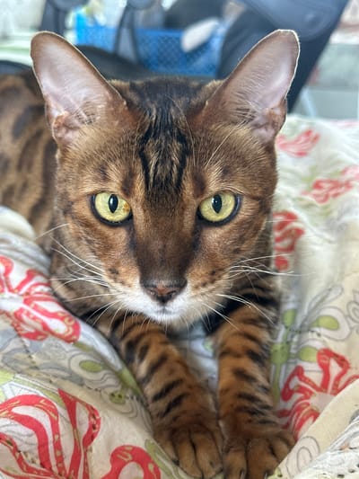 A Bengal cat with golden eyes and distinctive brown and black stripes lies on a patterned blanket. The cat is positioned in the center of the frame, facing forward with its front paws resting on the blanket. The blanket has a floral pattern with red and green accents on a light background. The background of the image is blurred, showing hints of furniture and a blue object, suggesting an indoor domestic setting. The specific location in the city of Gornyi Erik, Russia, cannot be determined from the visual information provided.