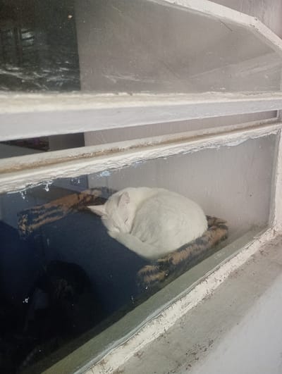 An upward-angled exterior view in Wilde, Argentina, depicts a white domestic cat sleeping, curled into a tight ball on a dark blue cushion with a brown and black striped pattern, positioned within the lower pane of a window frame. The cat's head is tucked in, and its eyes are closed. The window frame is constructed of white-painted wood, exhibiting significant chipping and peeling of paint, exposing darker material beneath. The glass panes are present and appear slightly smudged. The upper window pane displays a reflection of an interior space with vague architectural features. The lower pane contains the sleeping cat and reflects a dark, indistinct object below it. The interior wall visible behind the cat is a plain, light-colored surface.