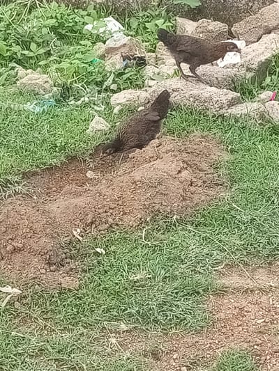 Two young chickens are foraging in a dirt patch surrounded by grass, in Bauchi, Nigeria. One chicken is in the foreground, partially obscured by a mound of dirt, with its head down, possibly pecking at the ground. The other chicken is standing on some rocks in the background, looking to the right. The environment appears to be an outdoor setting with green grass, dirt, and some rocks. There are also some pieces of white and blue plastic visible, suggesting some litter in the area. The overall impression is of a simple, rural scene. The lighting suggests it is daytime. No text is visible in the image.