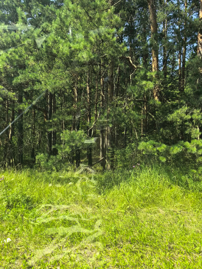The image depicts a sunlit forest scene with tall pine trees and lush green grass in the foreground. The trees are dense, with their branches and needles creating a textured canopy that allows dappled sunlight to filter through. The grass is vibrant and tall, with some smaller plants and flowers scattered throughout. There are subtle reflections on the surface, suggesting the photo was taken through glass, possibly a car window. The overall impression is one of a peaceful, natural environment on a clear day, likely during the warmer months. The lighting suggests it is daytime, with the sun casting bright highlights and shadows within the forest. There is no visible text in the image.